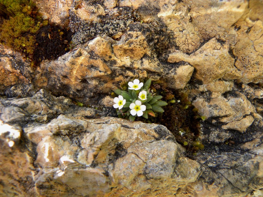 Androsace hausmannii / Androsace di Hausmann ed Eritrichium nanum